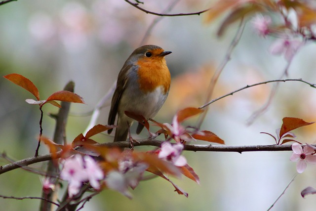 Garden birds sharing suet block holder