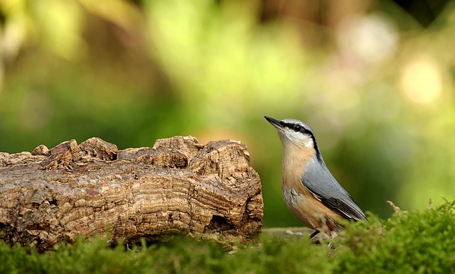 Garden birds sharing suet block holder