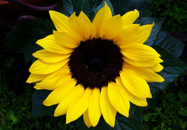 Garden feeding station filled with sunflower hearts