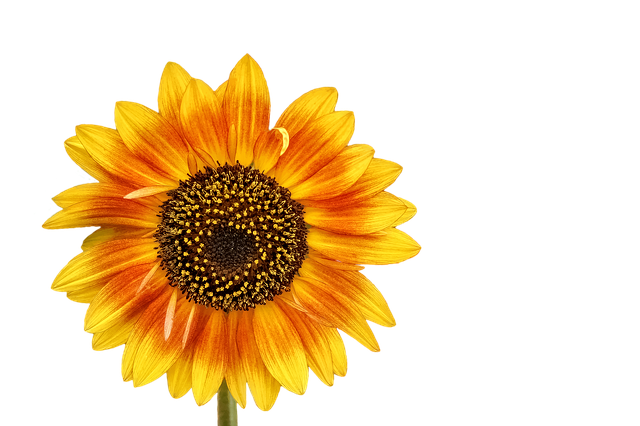 Garden feeding station filled with sunflower hearts