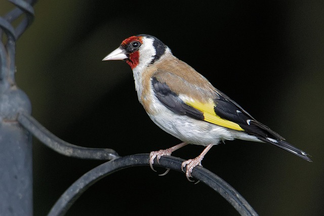 Goldfinch eating from hanging seed tube