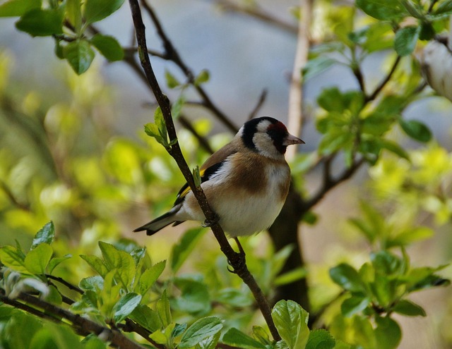 Goldfinch eating from hanging seed tube
