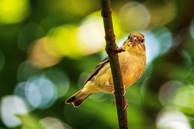 Goldfinch eating from hanging seed tube