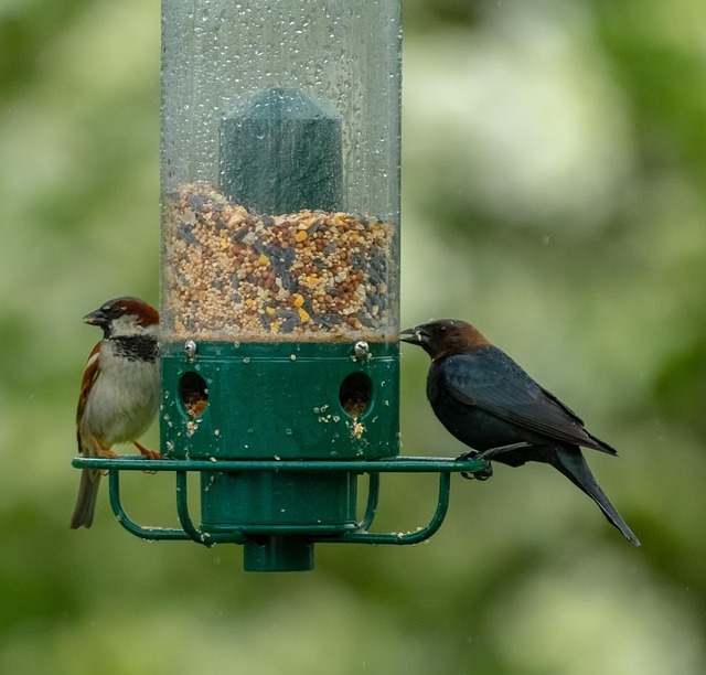 Goldfinch eating from hanging seed tube