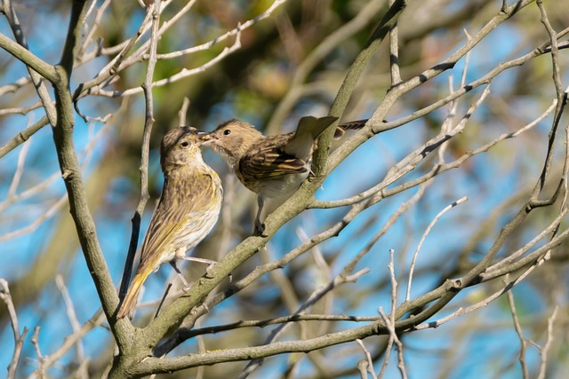 Goldfinch eating from hanging seed tube