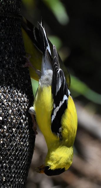 Goldfinch eating from hanging seed tube