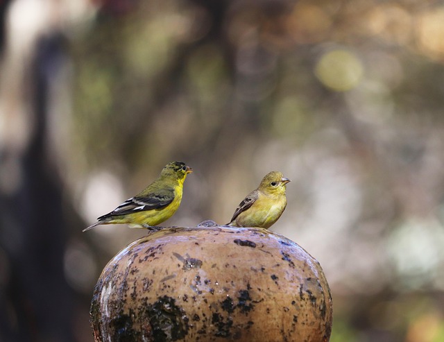 Goldfinch eating from tube seed feeder