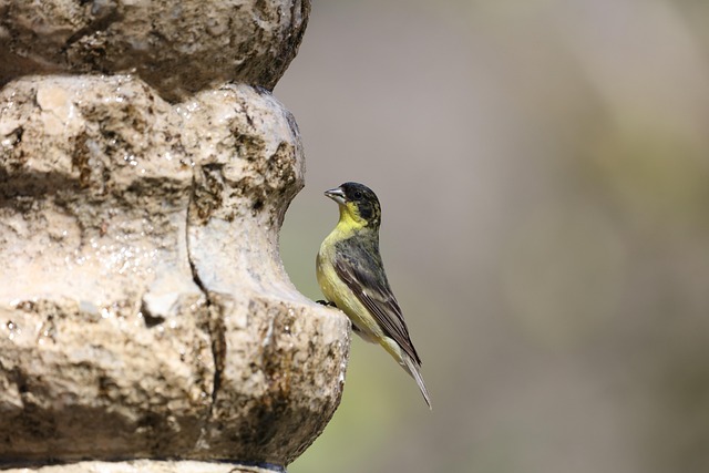 Goldfinch eating from tube seed feeder