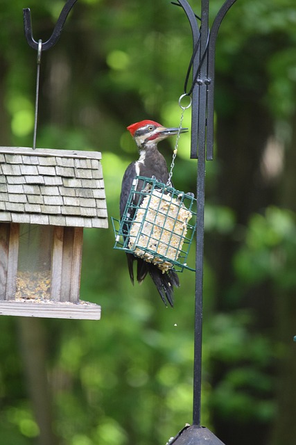 Goldfinch eating from tube seed feeder
