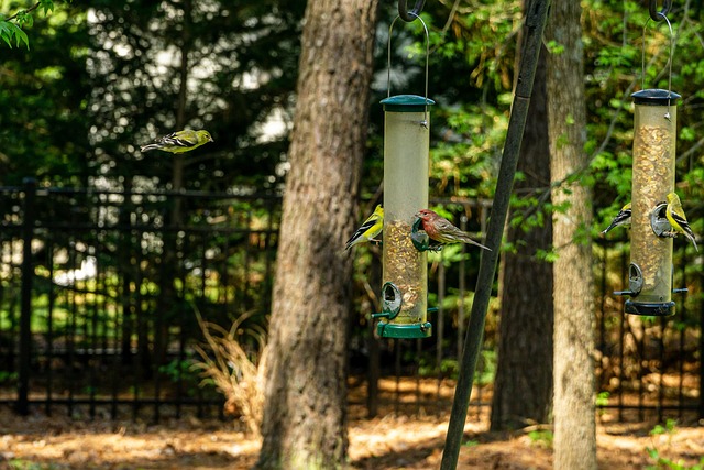 Goldfinch eating sunflower hearts from feeder
