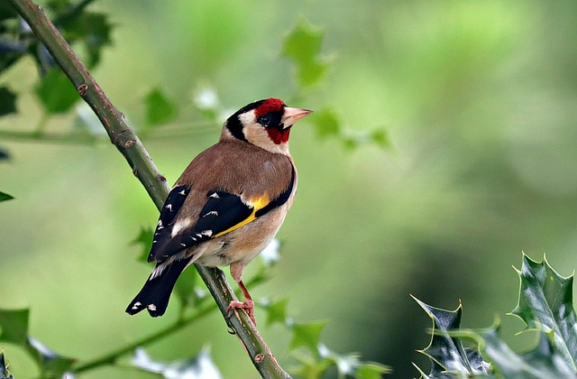 Goldfinch eating sunflower hearts from feeder