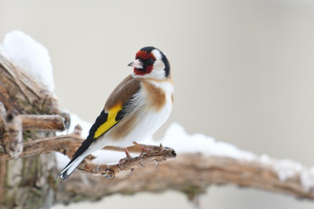 Goldfinch eating sunflower hearts from feeder