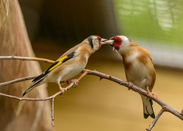 Goldfinch feeding on nyjer seeds