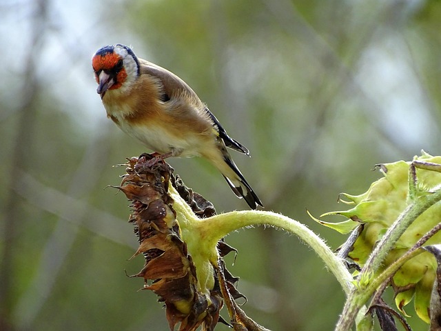 Goldfinch feeding on nyjer seeds
