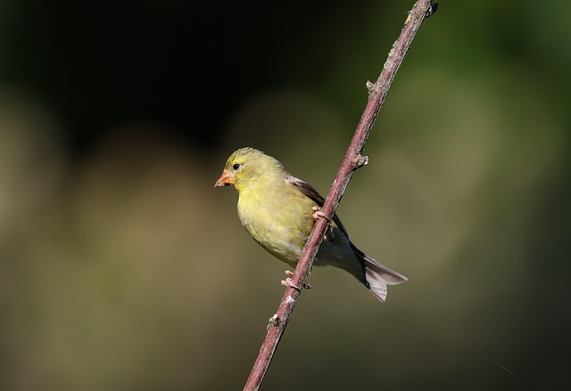 Goldfinch feeding on nyjer seeds