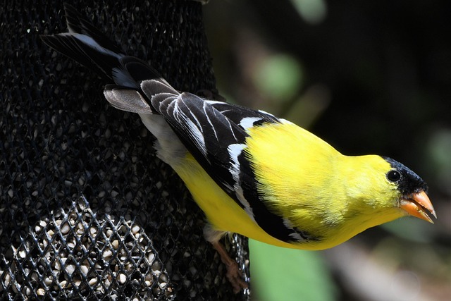 Goldfinch feeding on nyjer seeds