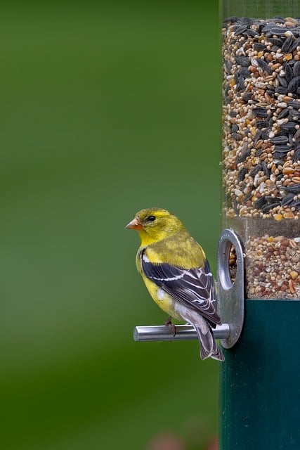 Goldfinch feeding on sunflower heart feeder