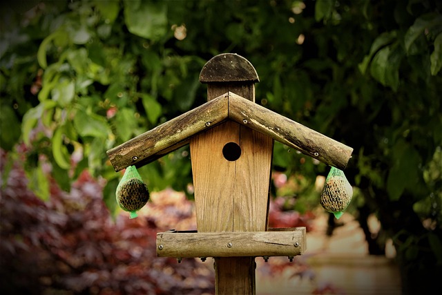 Goldfinch feeding on sunflower heart feeder
