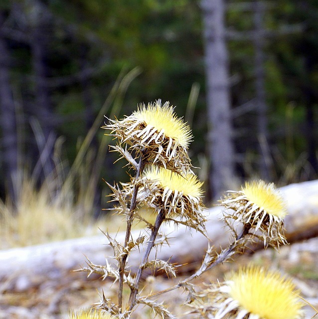 Goldfinch flock among thistle plants
