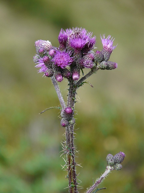 Goldfinch flock among thistle plants