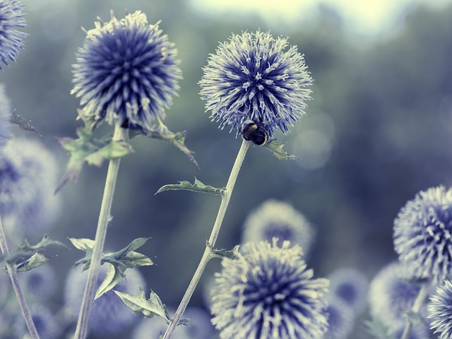 Goldfinch flock among thistle plants