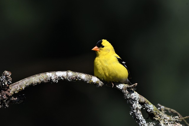 Goldfinch flock among thistle plants