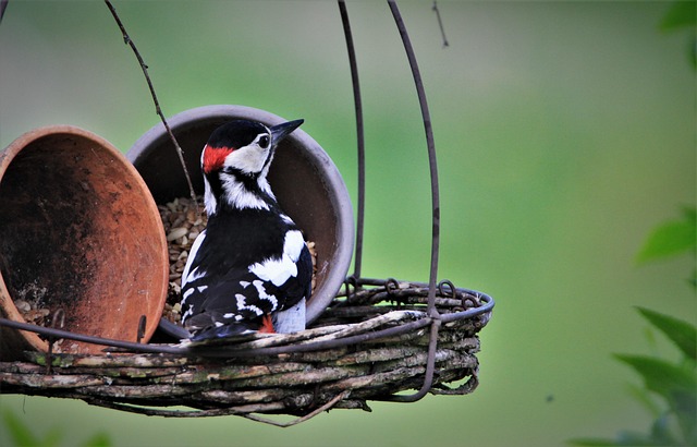 Great spotted woodpecker on tree trunk