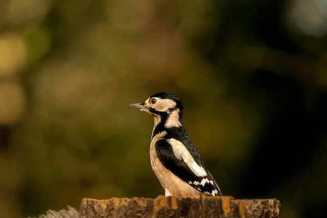 Great spotted woodpecker on tree trunk