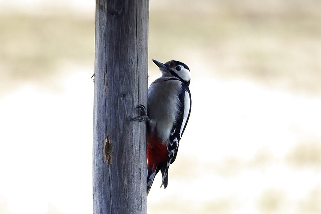 Great spotted woodpecker on tree trunk