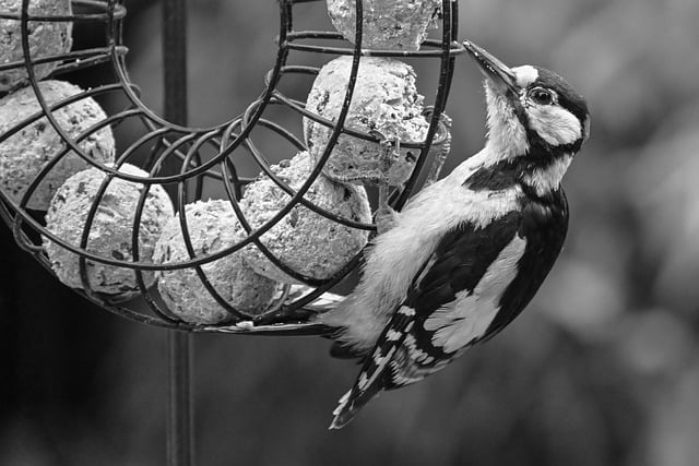 Great spotted woodpecker on tree trunk