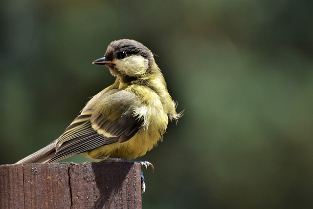 Great tit cracking open peanut shell