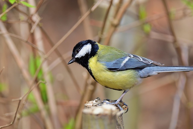 Great tit cracking open peanut shell