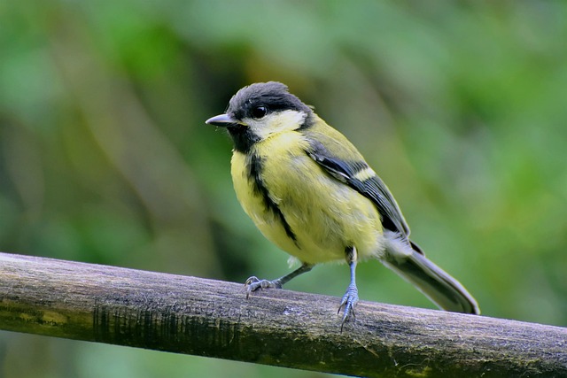 Great tit cracking open peanut shell