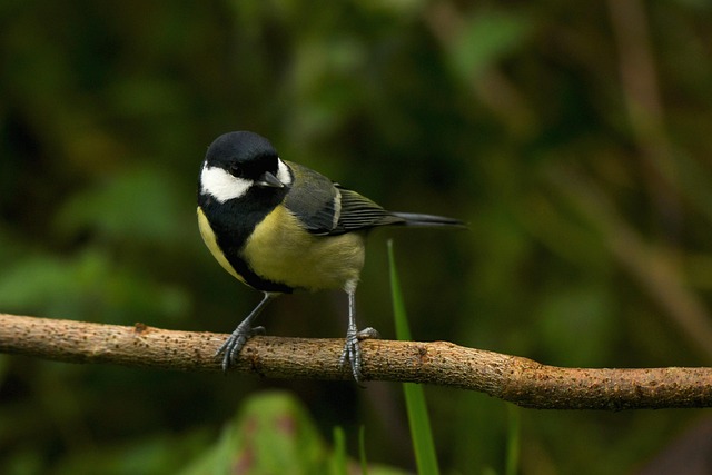 Great tit cracking open peanut shell