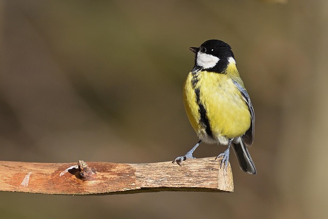 Great tit cracking open peanut shell