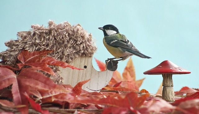 Great tit cracking open peanut shell