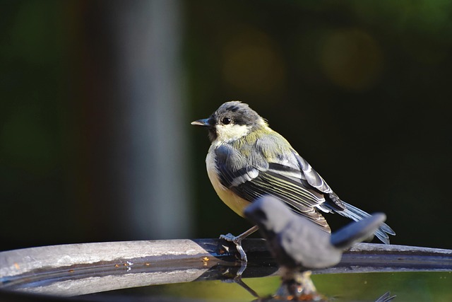 Great tit cracking open peanut shell