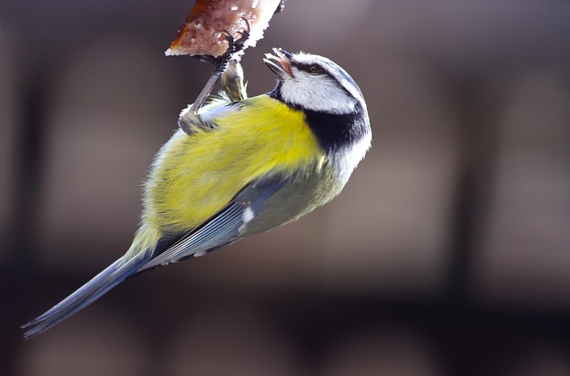 Great tit cracking open peanut shell