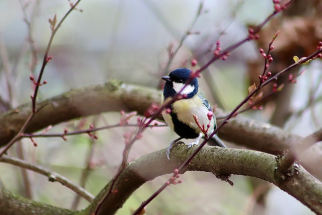 Great tit cracking open peanut shell