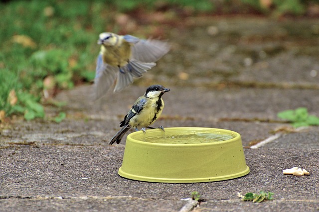 Great tit cracking open peanut shell