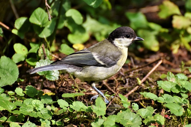 Great tit pecking at sunflower seeds