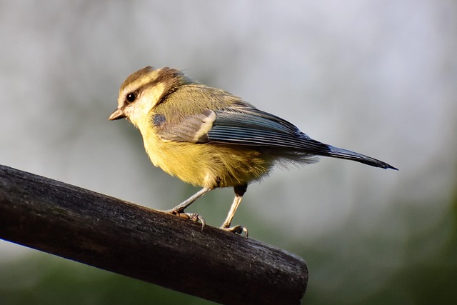 Great tit pecking at sunflower seeds