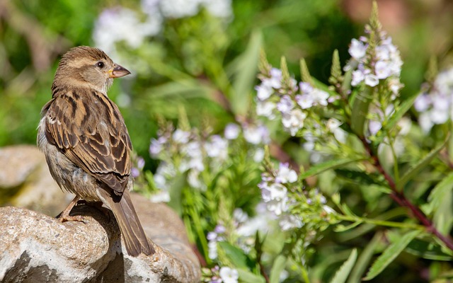 Ground bird feeder on lawn with sparrows