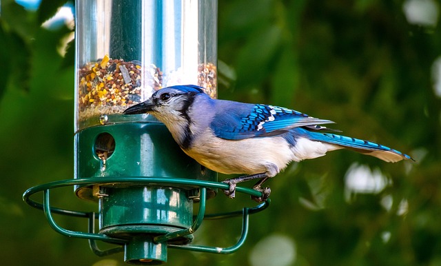 Ground bird feeder on lawn with sparrows