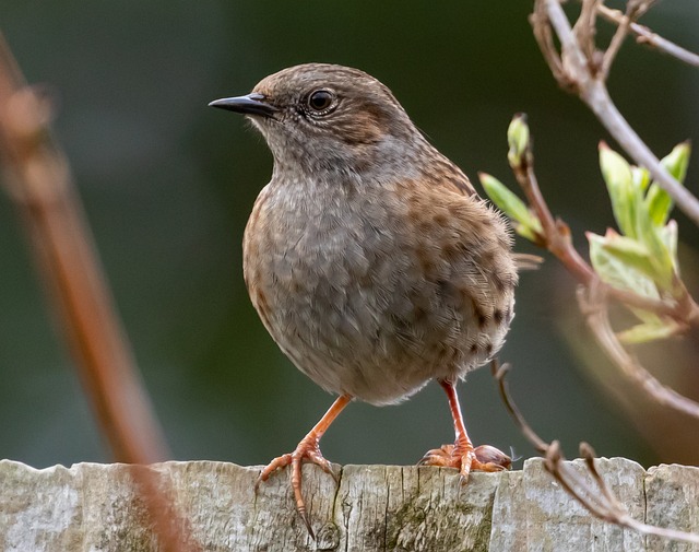 Ground bird feeder on lawn with sparrows