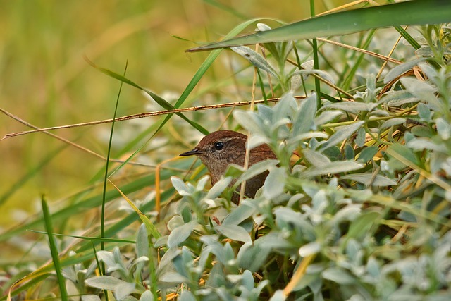 Ground bird feeder on lawn with sparrows
