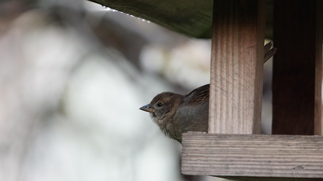 Ground feeder under tree with mixed birds