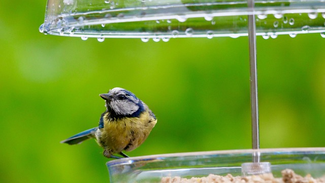 Group of finches feeding in garden