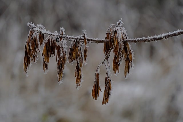 Group of finches feeding on nyjer seed