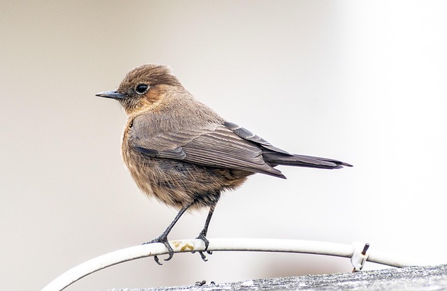 Hand feeding small wild bird UK